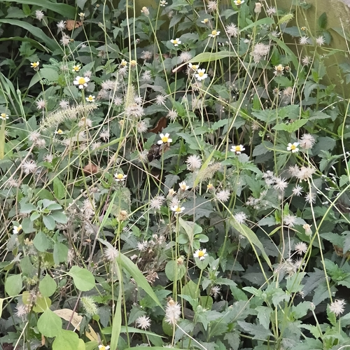 Tridax procumbens observed 2026-10-27