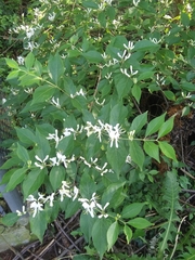 Lonicera maackii