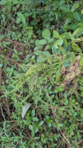 Condea verticillata observed 2026-10-24