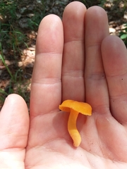 Cantharellus tabernensis