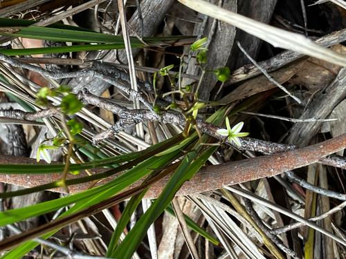 Dianella observed 2026-10-27