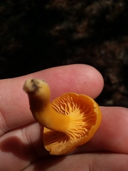 Cantharellus tabernensis