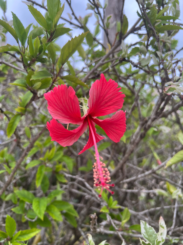 Hibiscus rosa-sinensis observed 2026-10-26