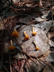 Cantharellus tabernensis