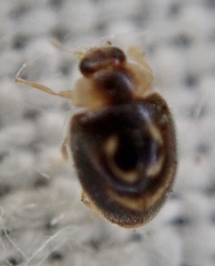 Clitostethus arcuatus