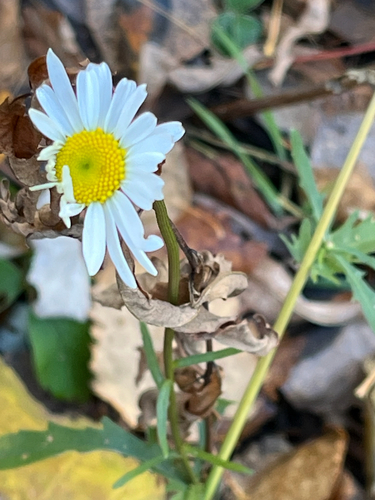 Leucanthemum vulgare observed 2026-10-26