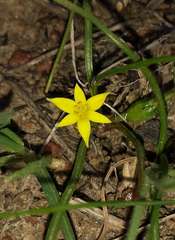 Pauridia glabella glabella