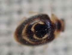 Clitostethus arcuatus