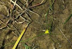 Pauridia glabella glabella