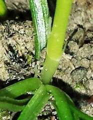 Pauridia glabella glabella