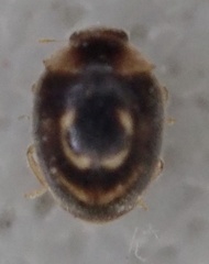 Clitostethus arcuatus