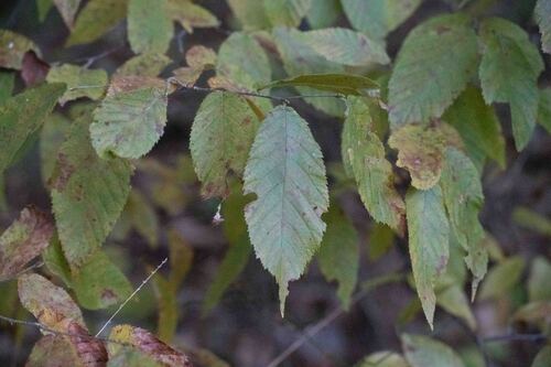 Ostrya virginiana, 2026-10-25
