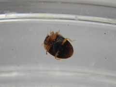 Clitostethus arcuatus