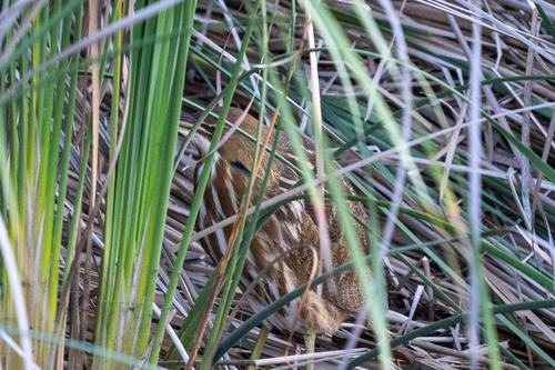 Botaurus lentiginosus observed 2026-10-26