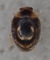 Clitostethus arcuatus