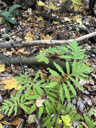 Onoclea sensibilis observed 2026-10-26