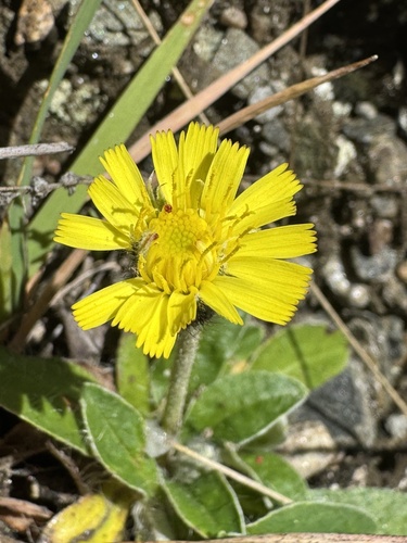 Pilosella officinarum observed 2026-10-27