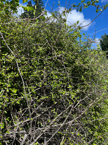 Coprosma propinqua observed 2026-10-27