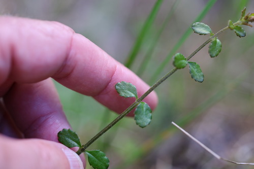 Gonocarpus incanus, 2026-10-24