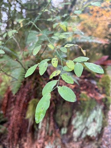Vaccinium parvifolium, 2026-10-26