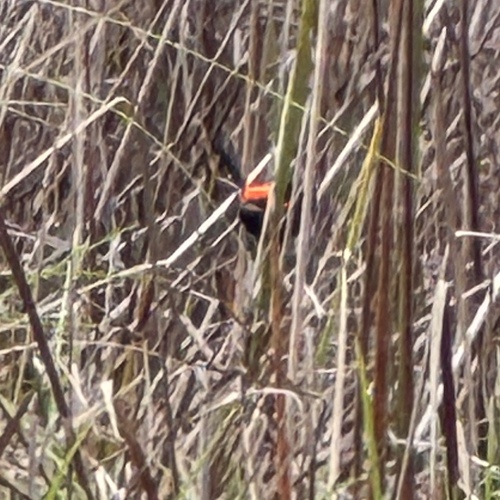 Malurus melanocephalus observed 2026-10-27