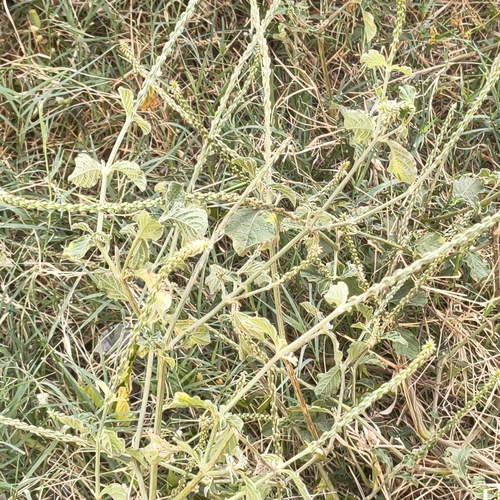 Achyranthes aspera observed 2026-10-27