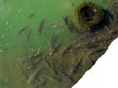 Gymnogeophagus meridionalis