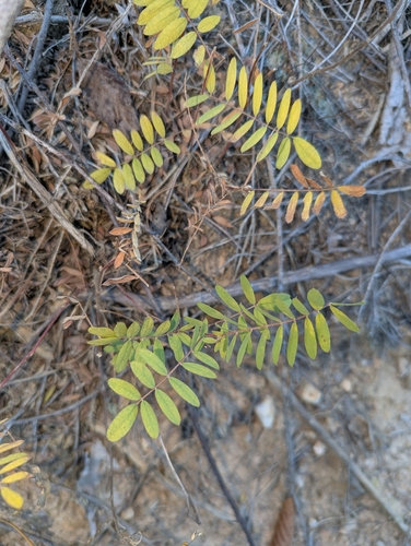 Tephrosia observed 2026-10-26