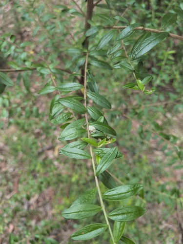 Cassinia observed 2026-10-27