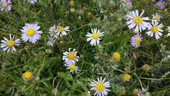 Brachyscome melanocarpa