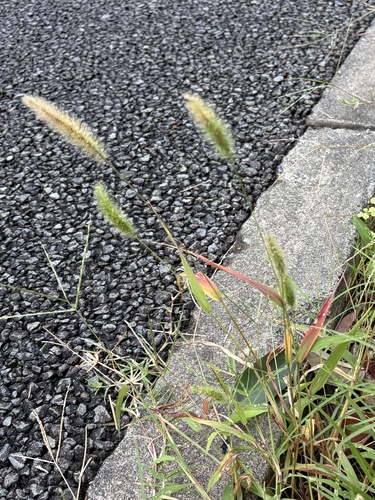 Setaria viridis observed 2026-10-27