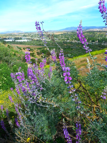 Image of Lupinus paynei by (c) Zack Abbey, some rights reserved (CC BY)