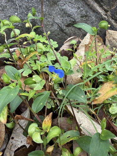 Commelina communis, 2026-10-27