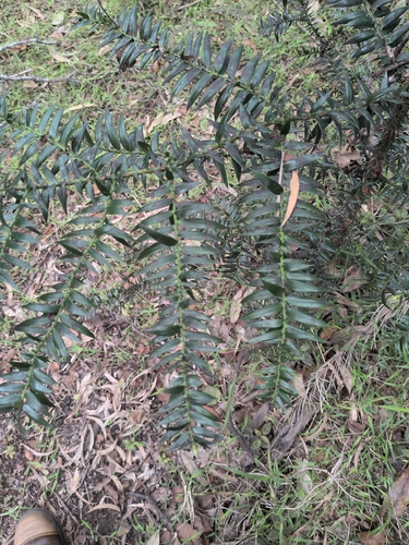 Araucaria bidwillii observed 2026-10-27