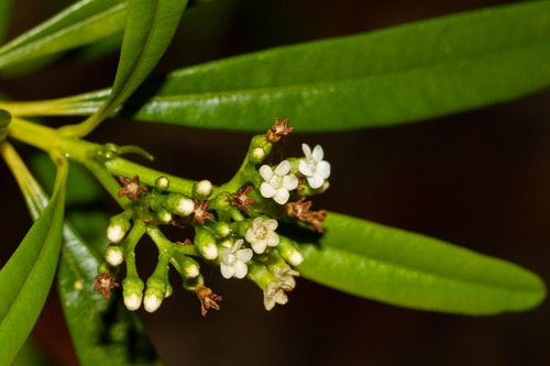 Rauvolfia viridis observed 2026-10-24
