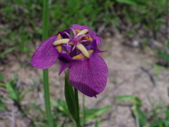 Tigridia augusta