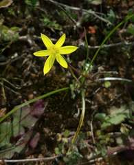 Pauridia glabella glabella
