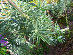 Lupinus albifrons
