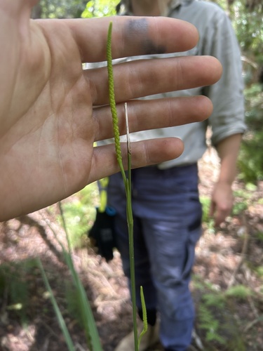 Gymnostachys anceps, 2026-10-27
