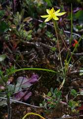 Pauridia glabella glabella