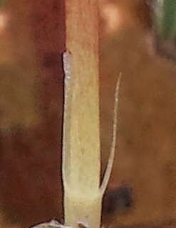 Image of Pauridia glabella by (c) Russell Best, some rights reserved (CC BY)