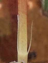 Pauridia glabella glabella