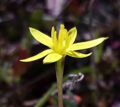 Pauridia glabella glabella