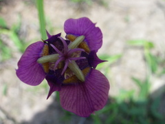 Tigridia augusta