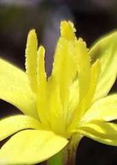 Pauridia glabella glabella