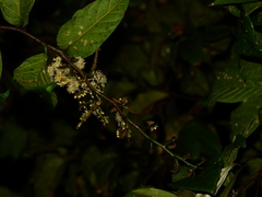 Pleurisanthes artocarpi