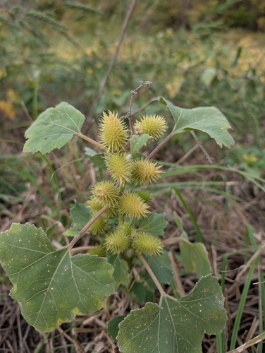 Xanthium strumarium observed 2026-10-26
