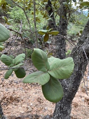 Quercus jonesii