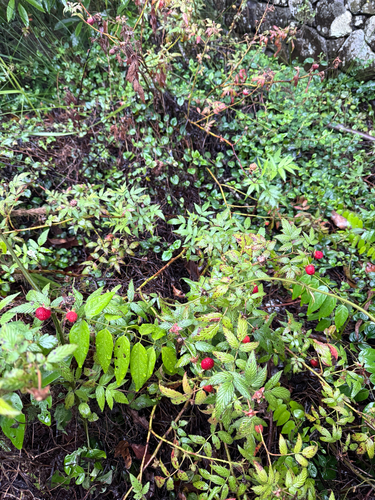 Rubus rosifolius observed 2026-10-24