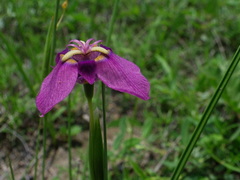 Tigridia augusta